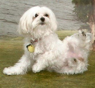 maltese-dog-outside